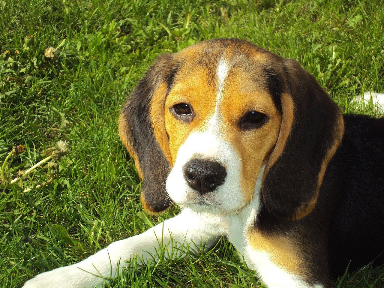 The Personality Traits of the Beagle - What to Expect